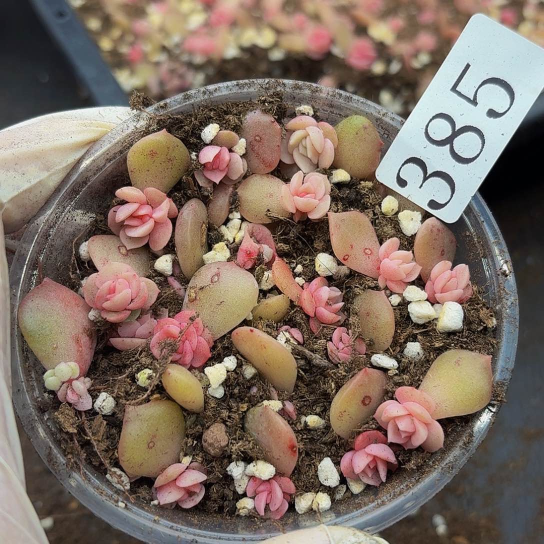 多肉植物多肉植物385