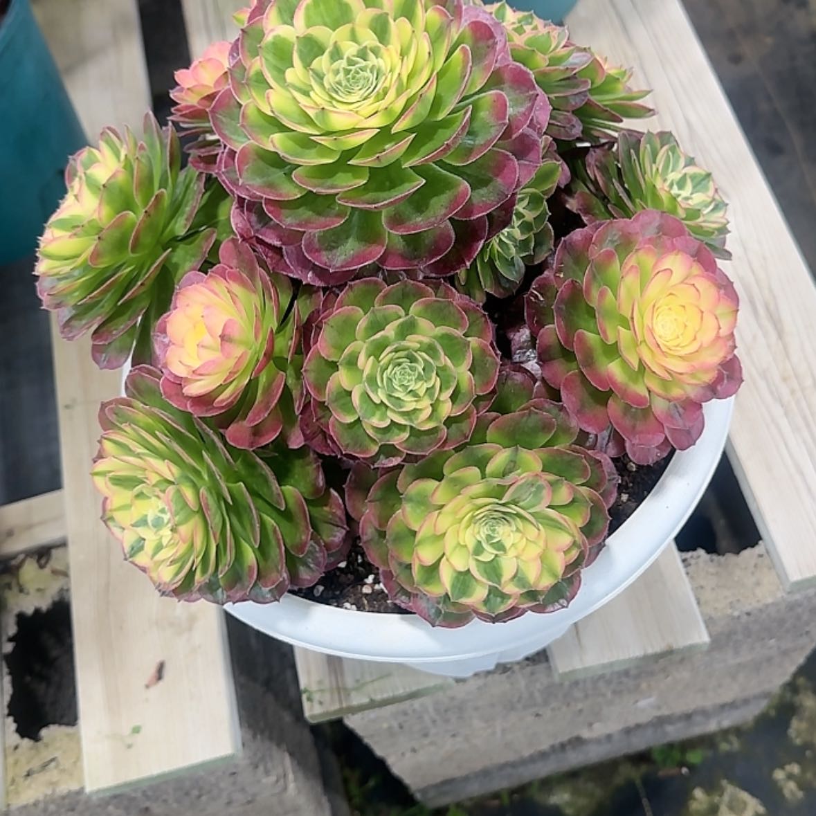 【闪购商品】用****8法师多肉