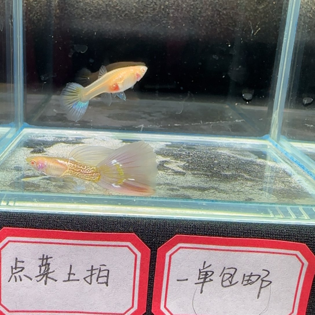 樱花粉狮孔雀鱼1对