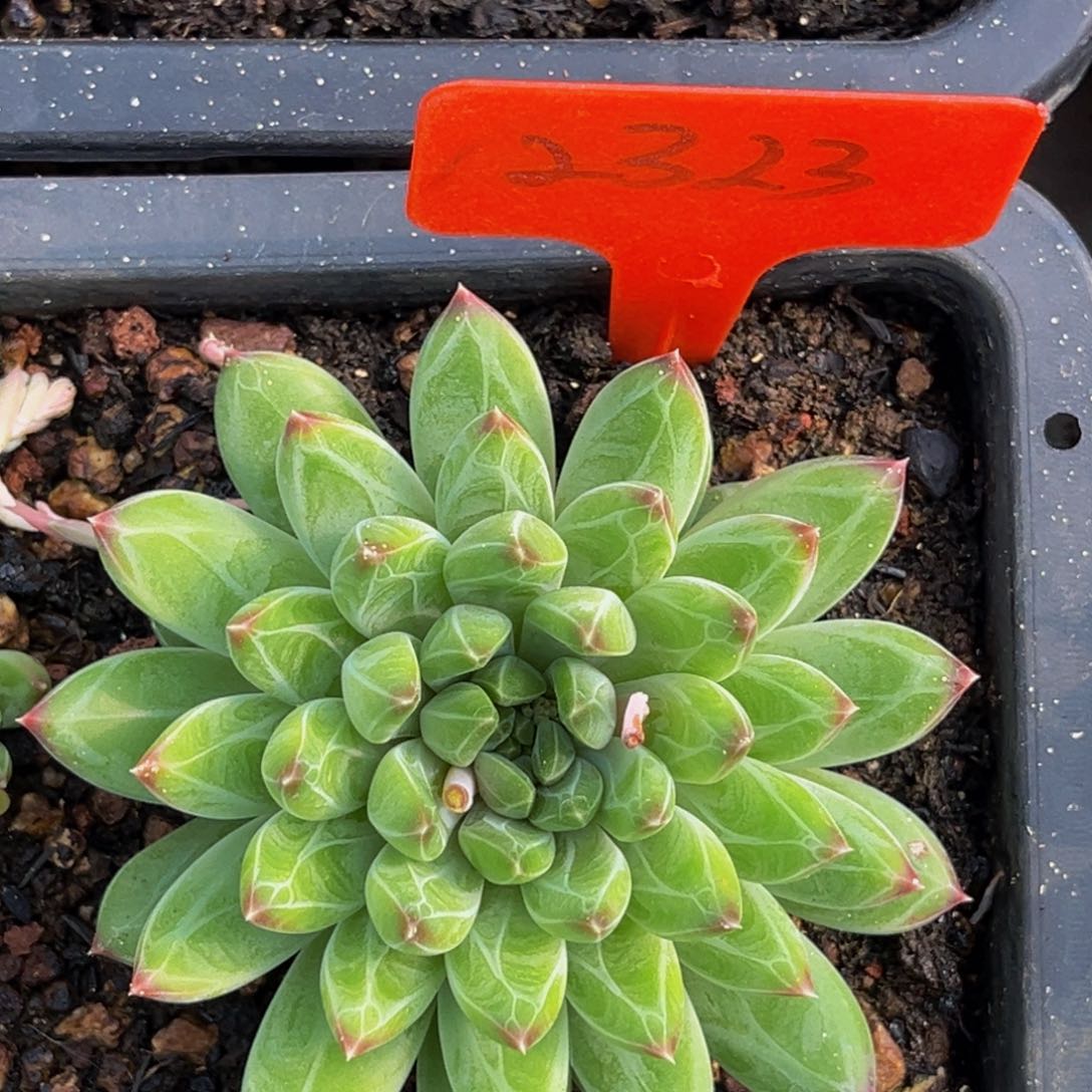 2323号上午多肉植物群生多肉