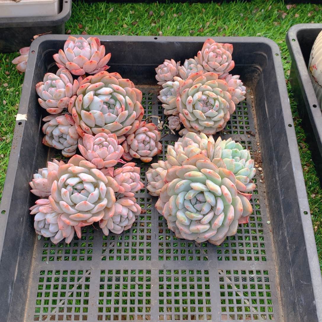 967橙子多肉植物