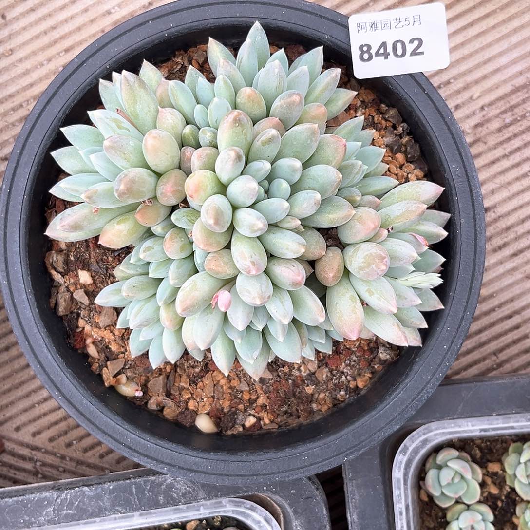 阿雅园艺。    8402