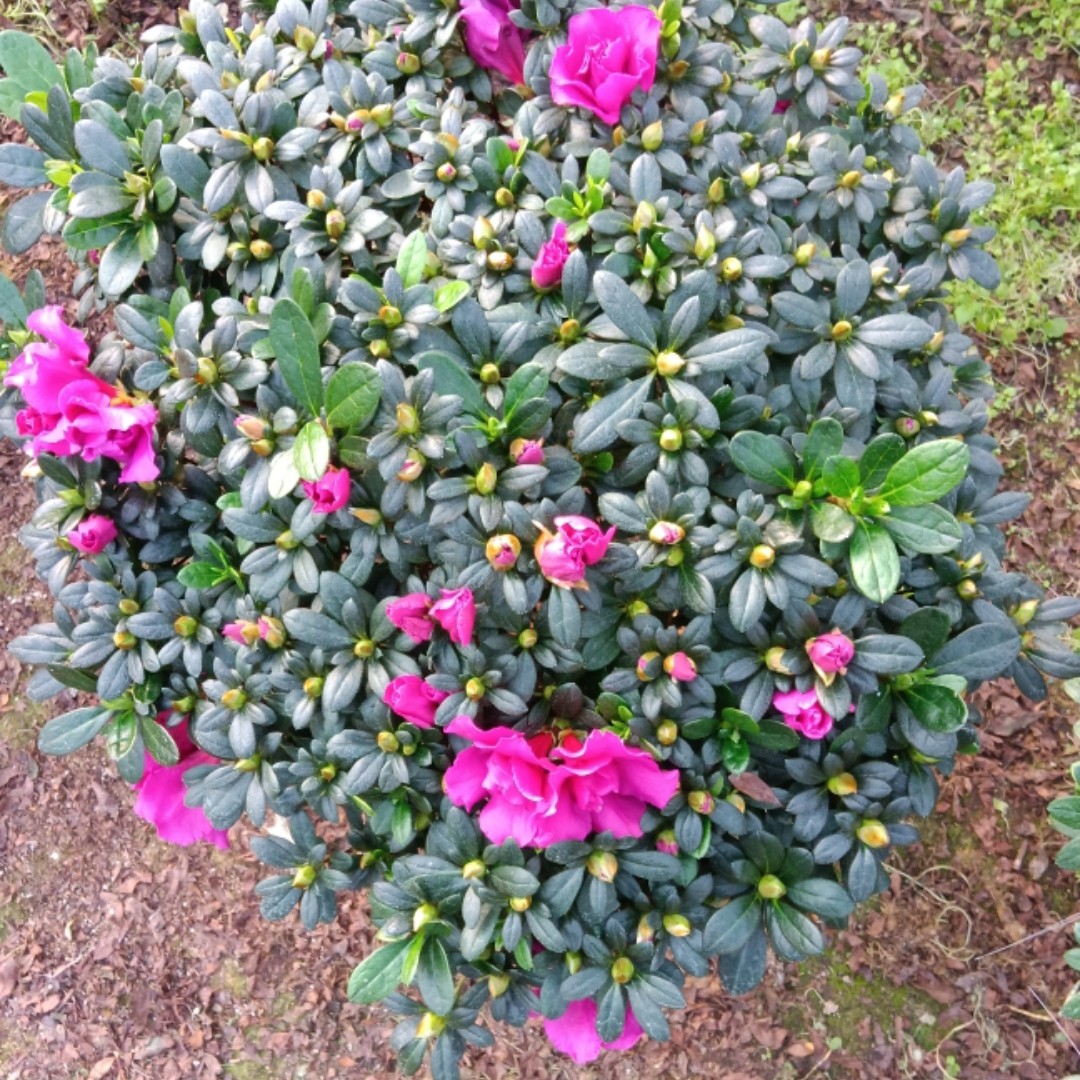 紫色杜鹃花盆栽带花苞四季开花室内外好养易杜鹃花直播间现场发货