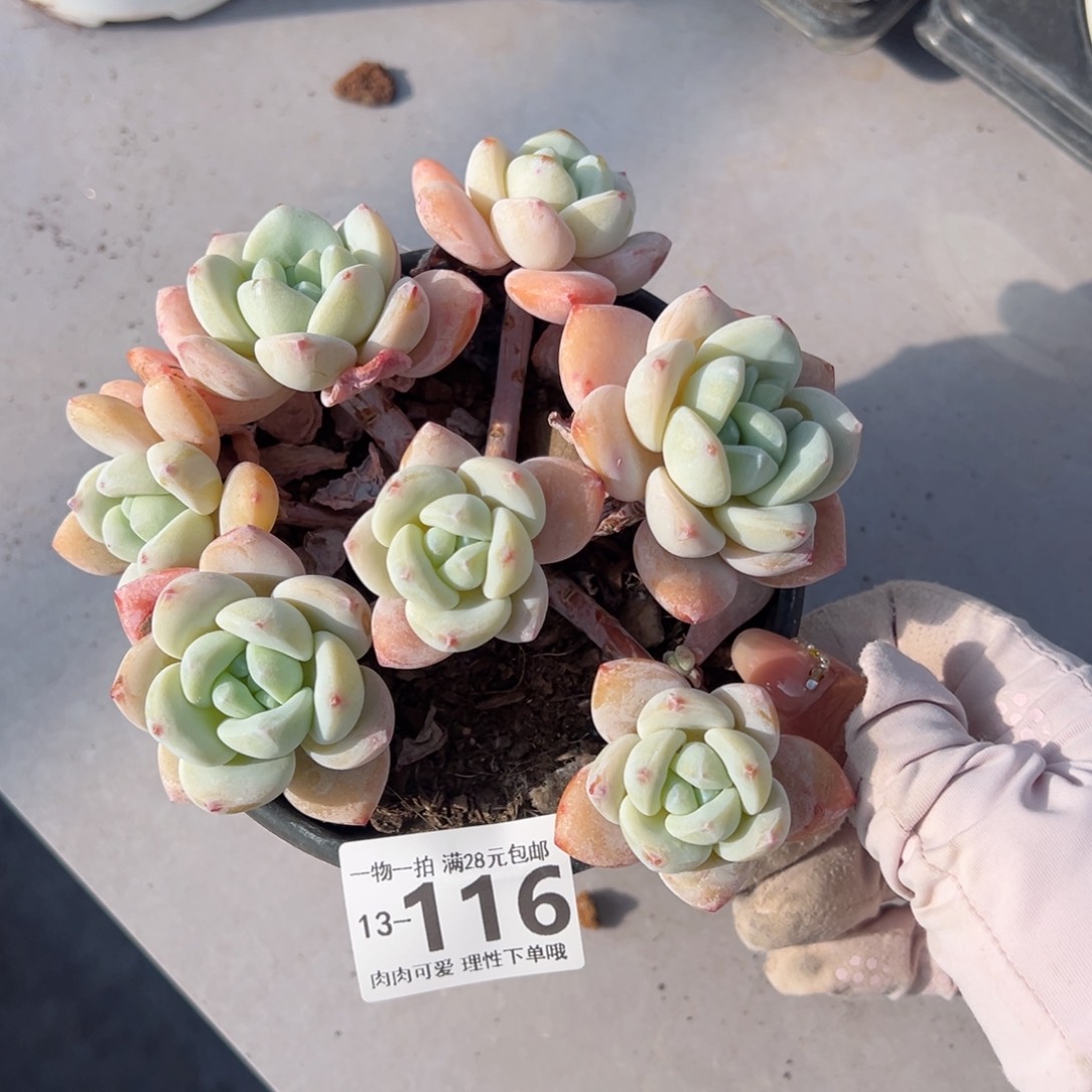 冷香多肉多肉多肉多肉多