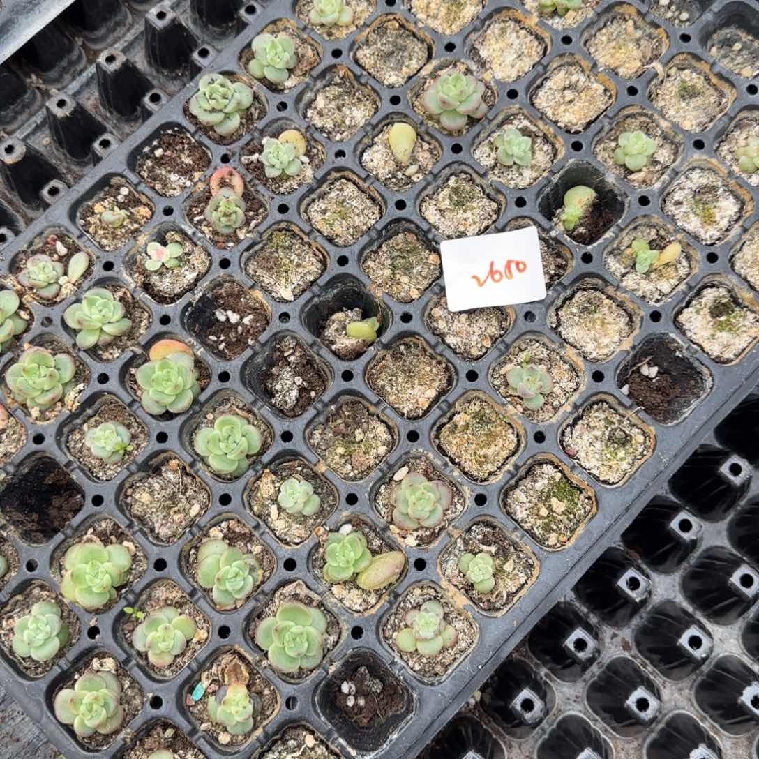 2650 一半托满20包邮