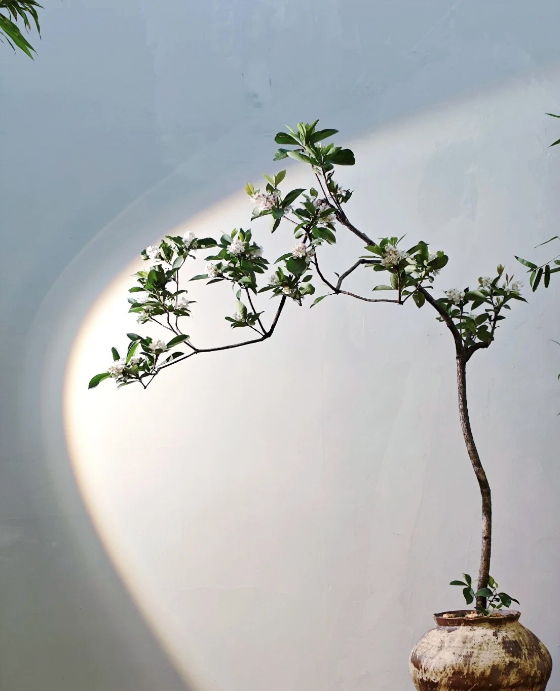 海岛栀子花 老桩 盆景