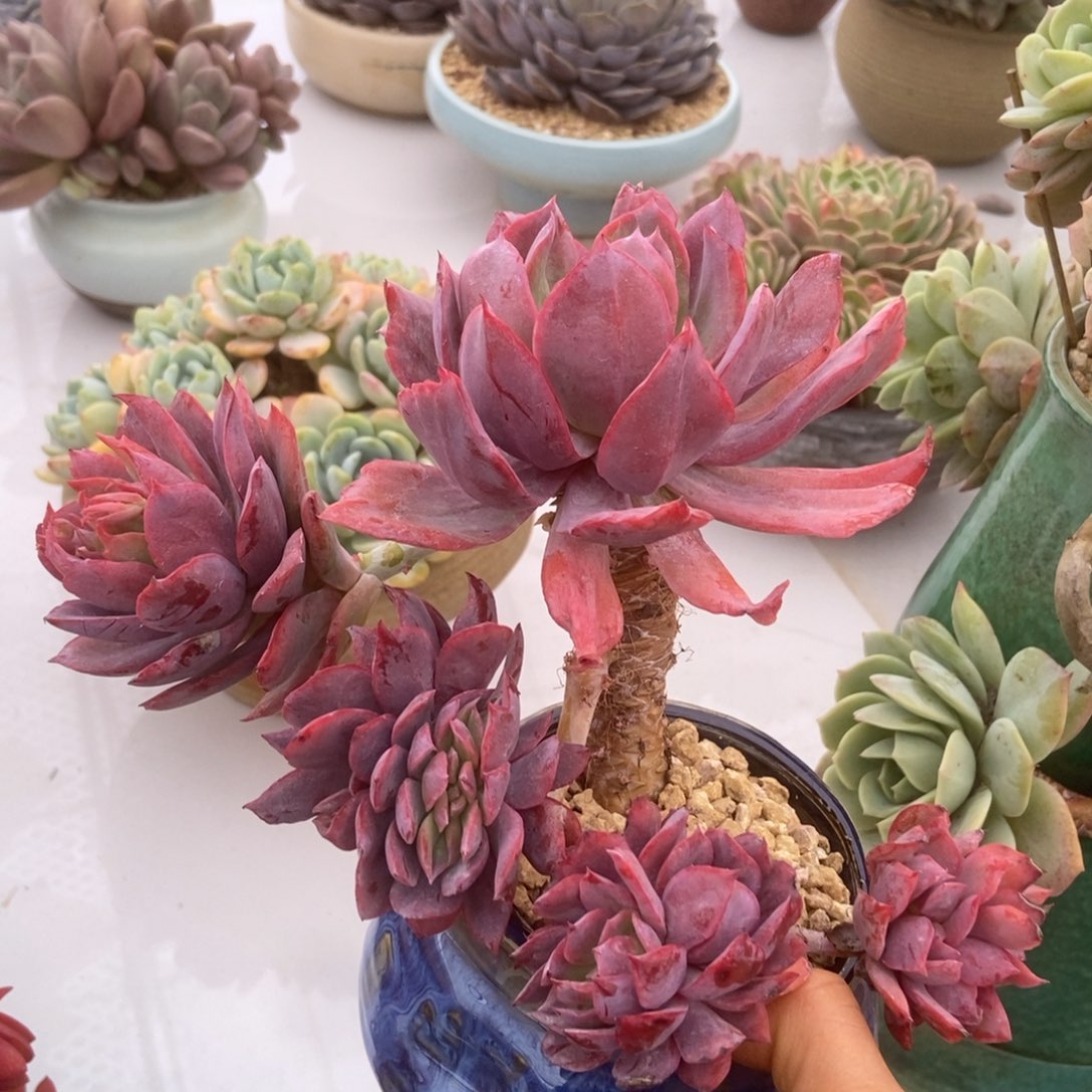 绮罗变异多肉多肉多肉多