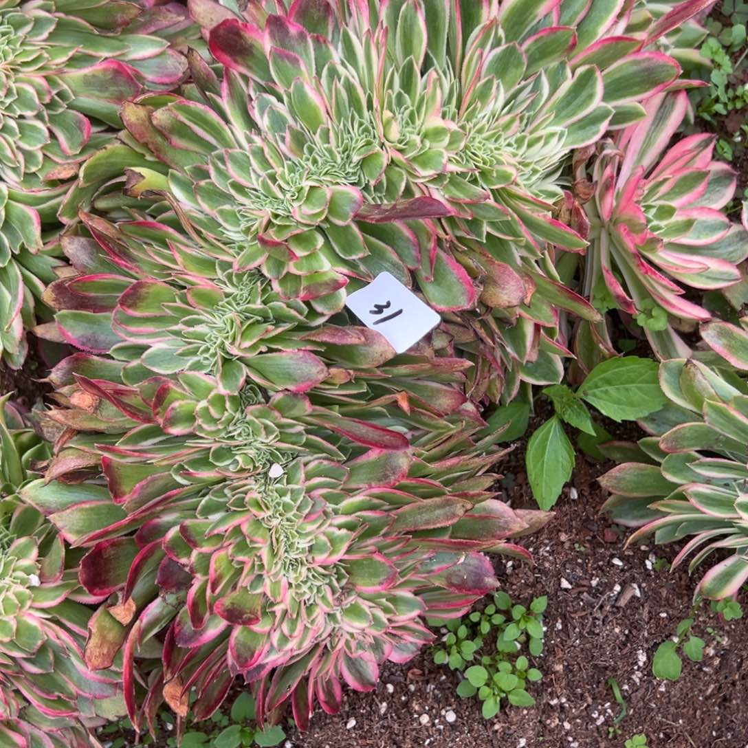 31孔雀翎缀多肉椅子