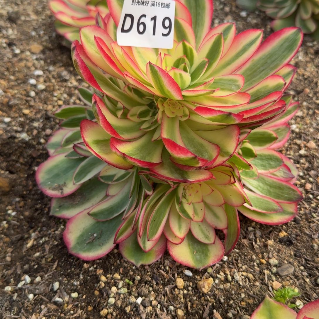 619荔枝。多肉植物