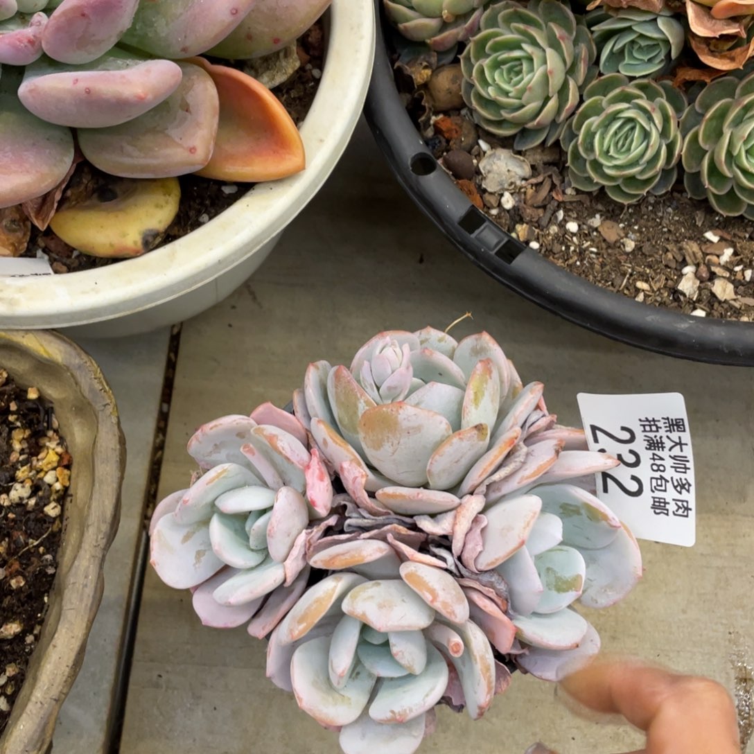 黑大帅多肉232奶茶杂