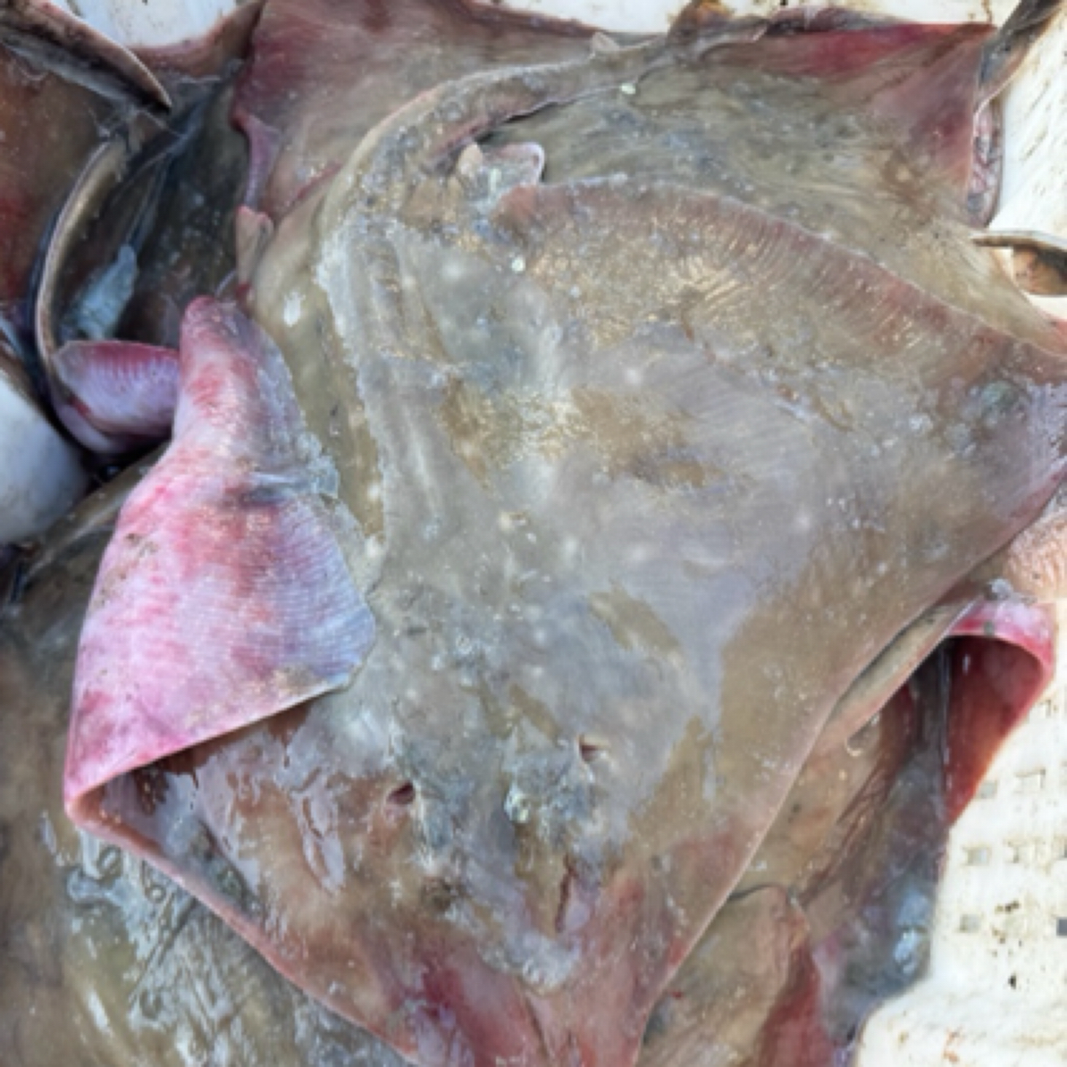 【渔三宝家】烟台直发 野生老板鱼 速冻发货 顺丰到家