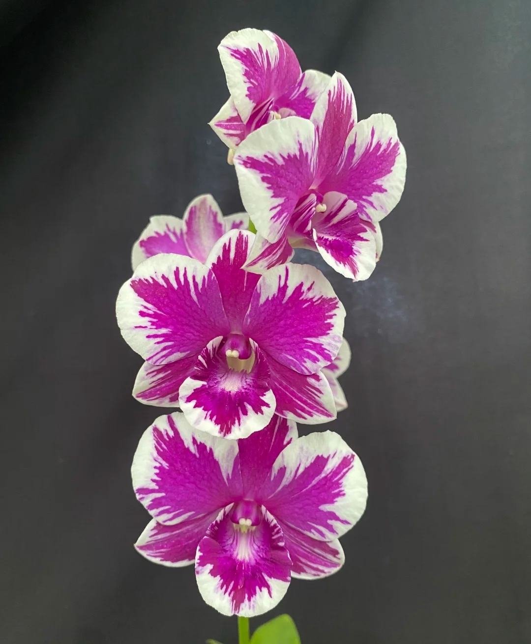 渊昭台湾秋石斛大花