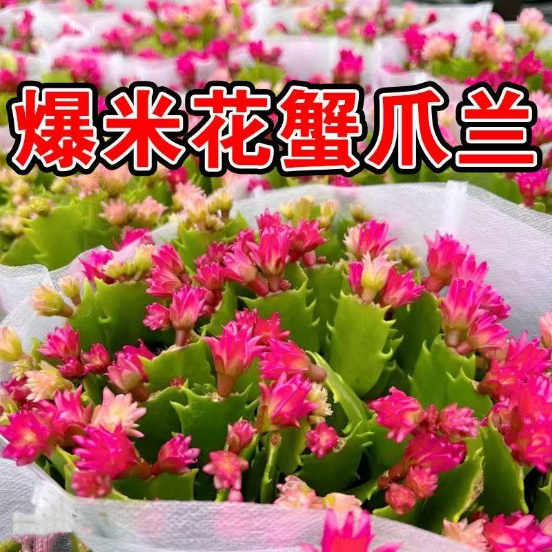 【带花苞】爆米花蟹爪兰盆栽四季家养花卉办公桌面阳台庭院肉绿植
