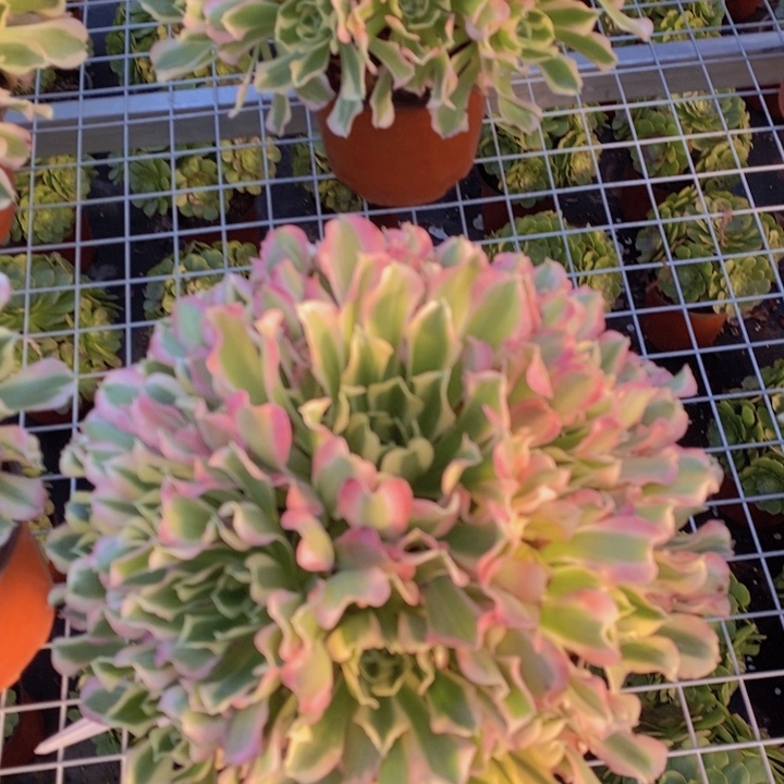 闪购法师1棵雨花石