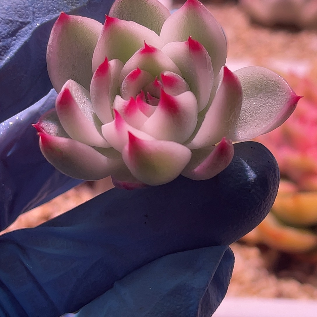 尚品园艺福利锦8461