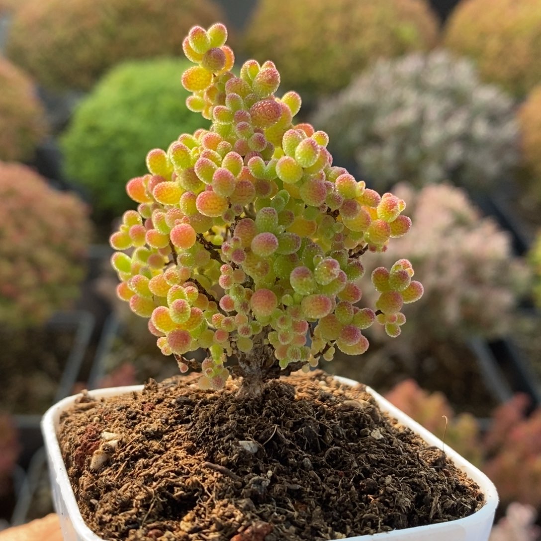 蜜橘糖球3877枝干番杏