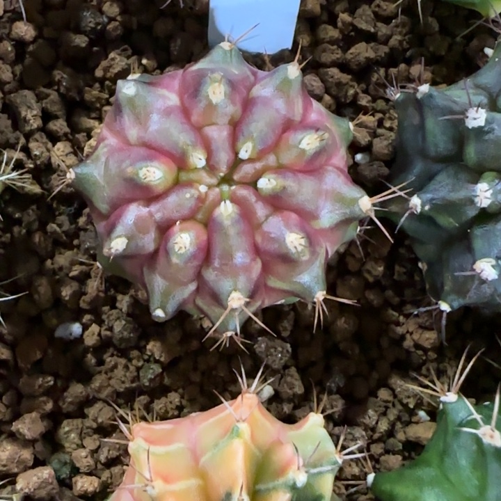 262-0120泰国发货多肉