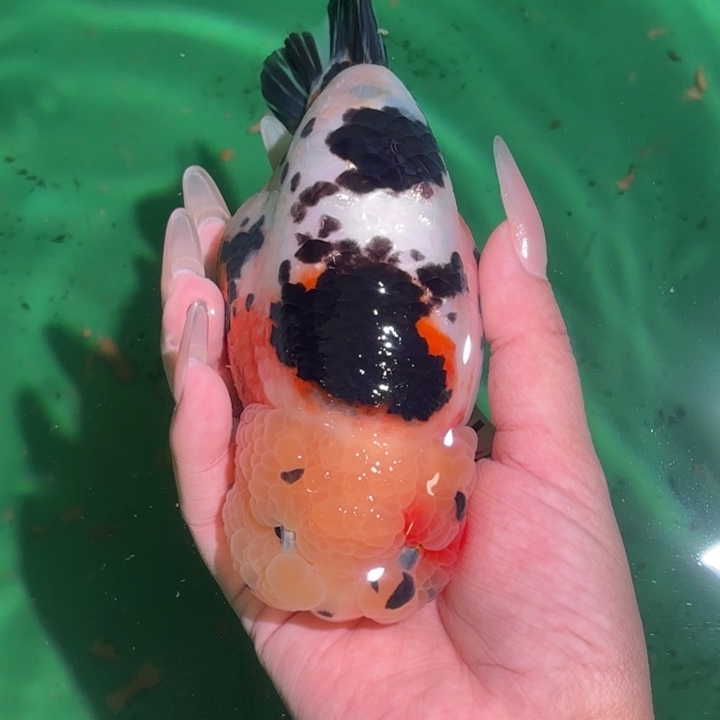 海水鱼金鱼活体兰寿淡水观赏鱼