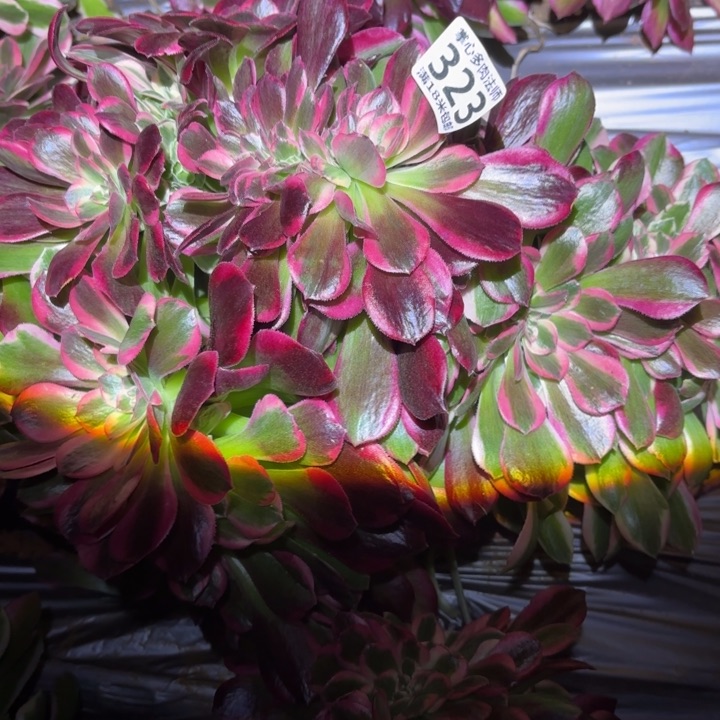 323粉女郎缀化掌心多肉法师锦