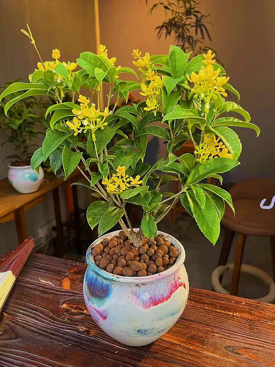（直播专用一物一拍）原生四季桂花老桩盆景花卉耐寒植物