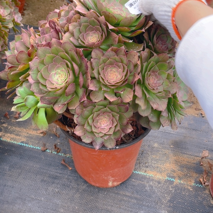 244万法师多肉断枝不售后