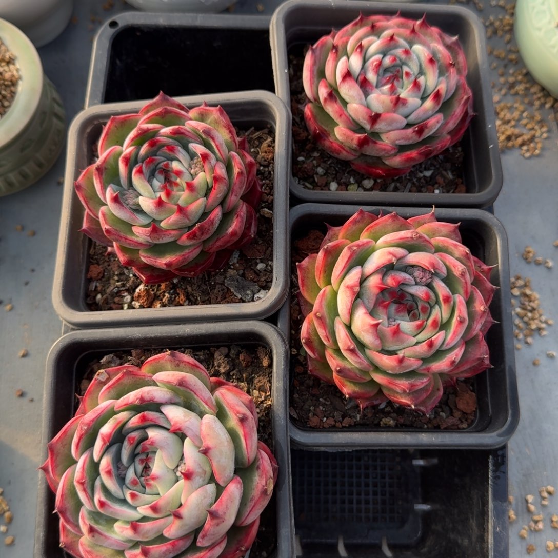 从前慢多肉精选编号1229.惊鸿母本