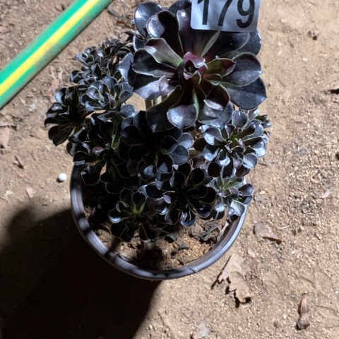 *****179十棵法师多肉植物