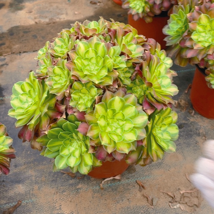 59韶华法师多肉断枝不售后