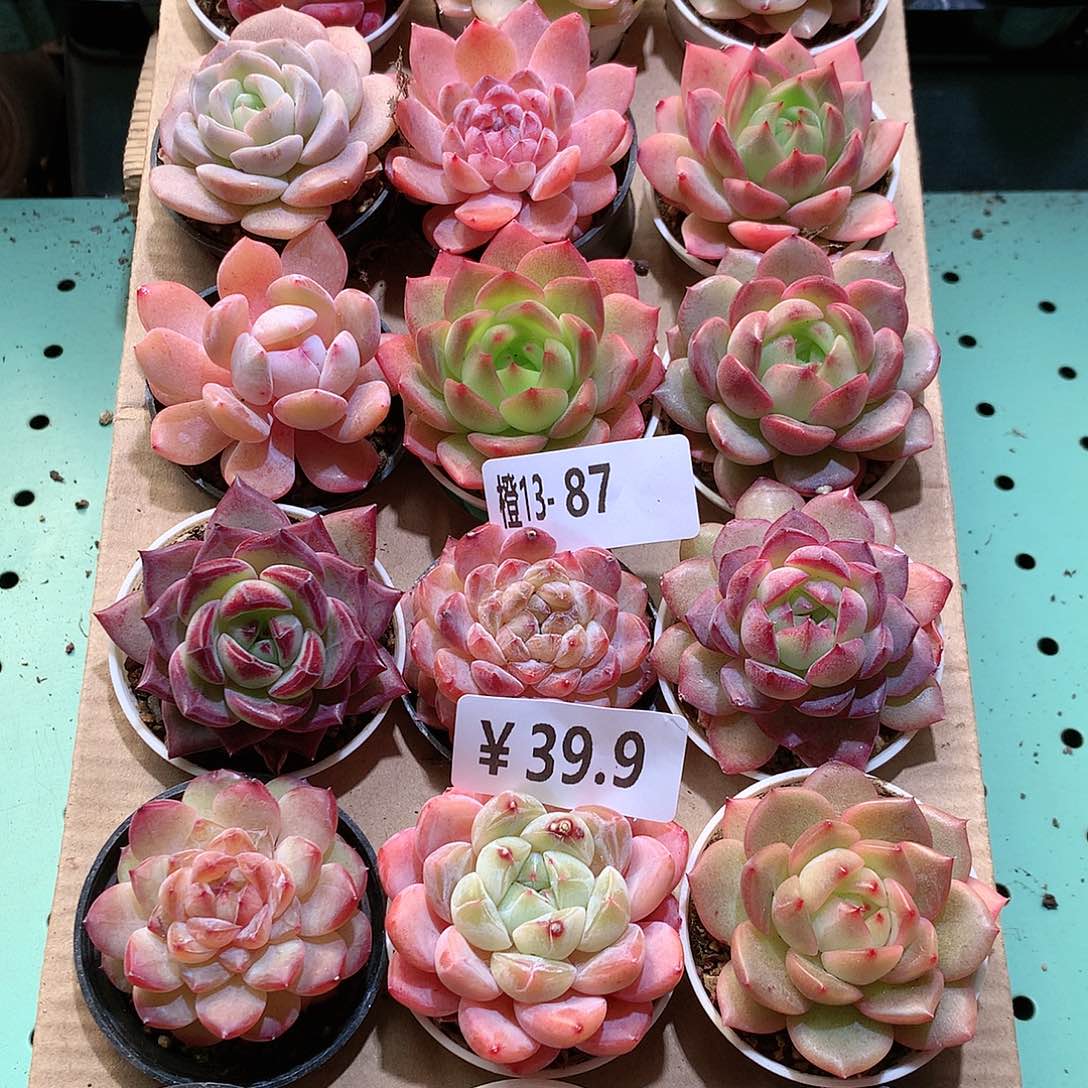 13-87一物一拍带盆18颗。