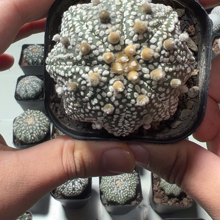 兜球竞拍不退不换