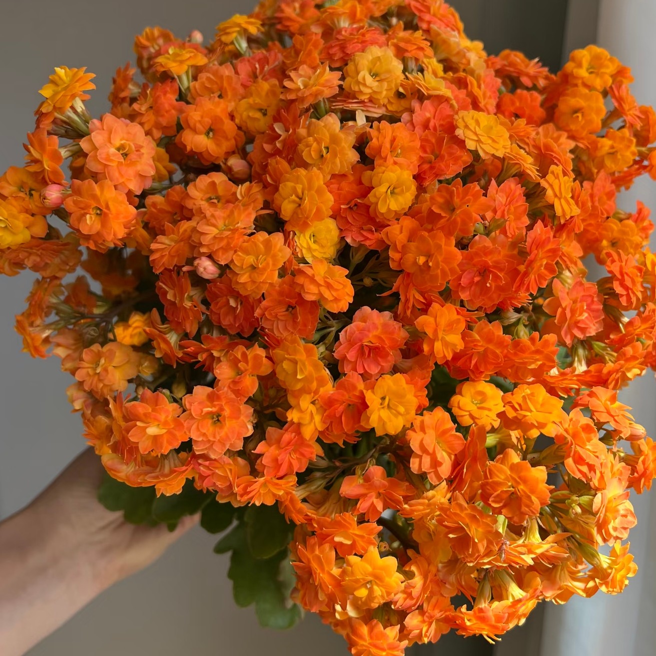 （索尔丹110盆）鹿角叶长寿花  懒人盆栽花卉 基地直发