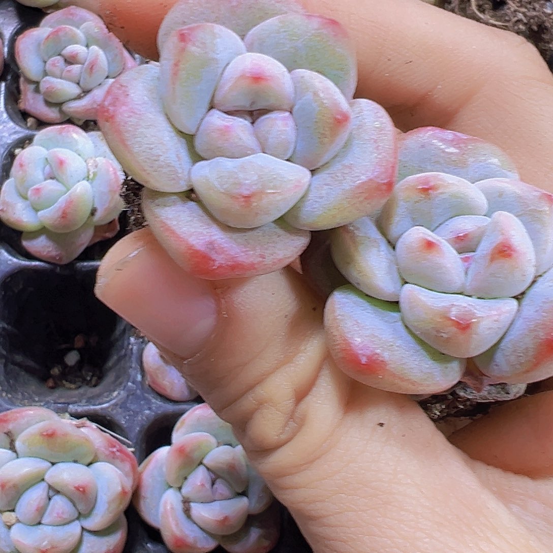 单头丸子冰玉苗5颗19包邮