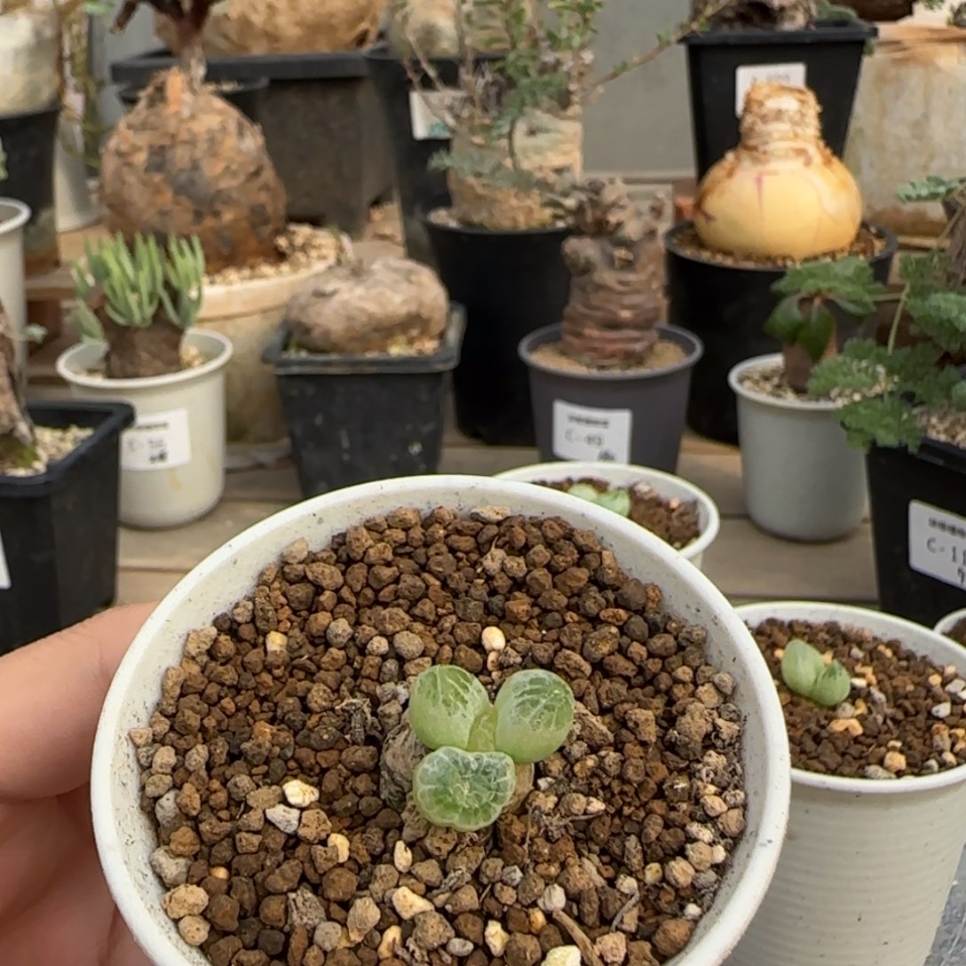 99洛丽塔 洛丽塔 