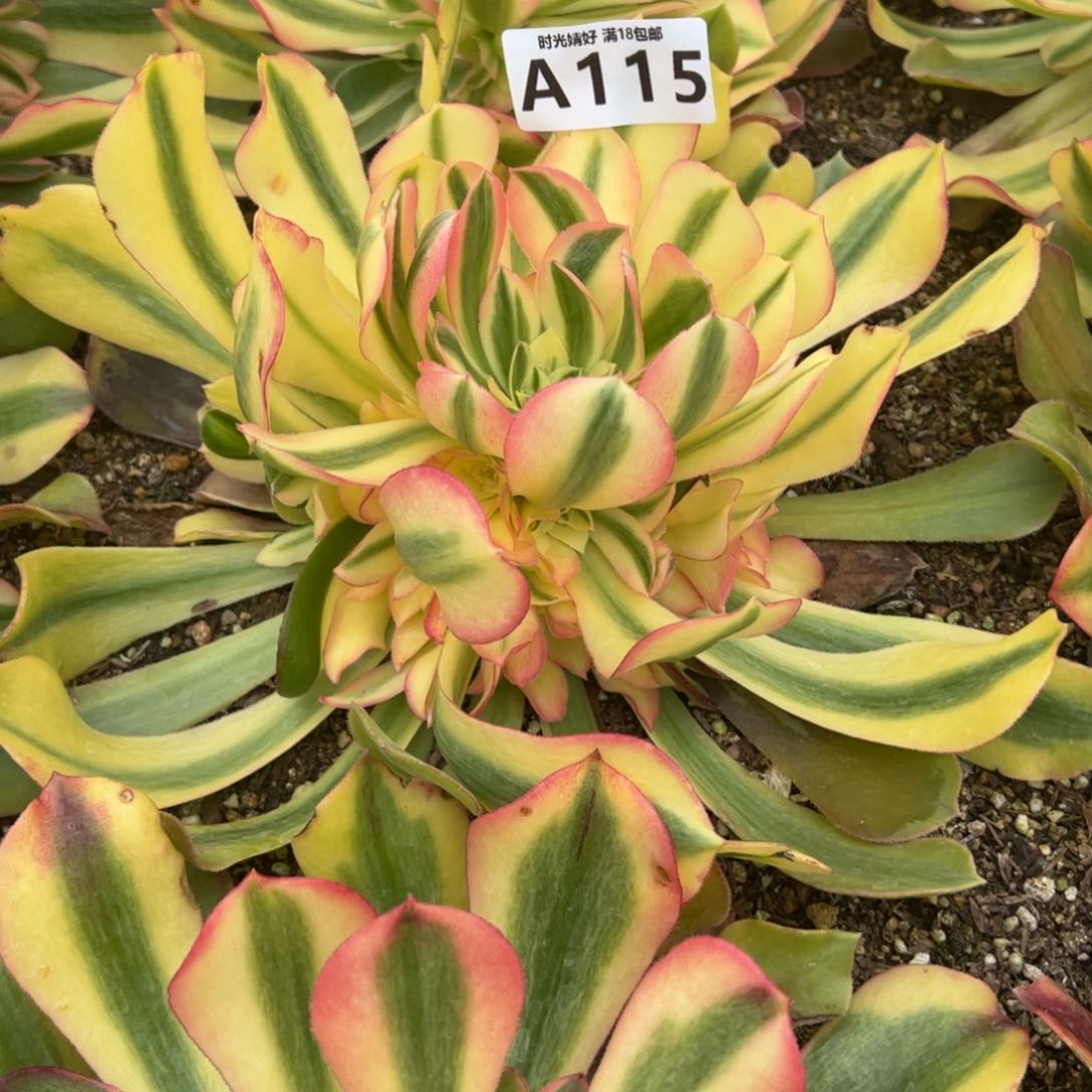 ?**?115洛神寄养到春