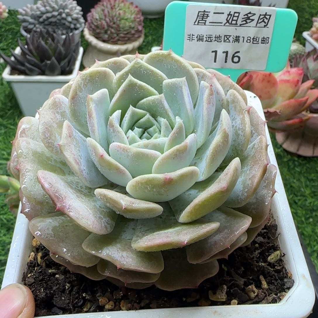 唐二姐多肉编号116