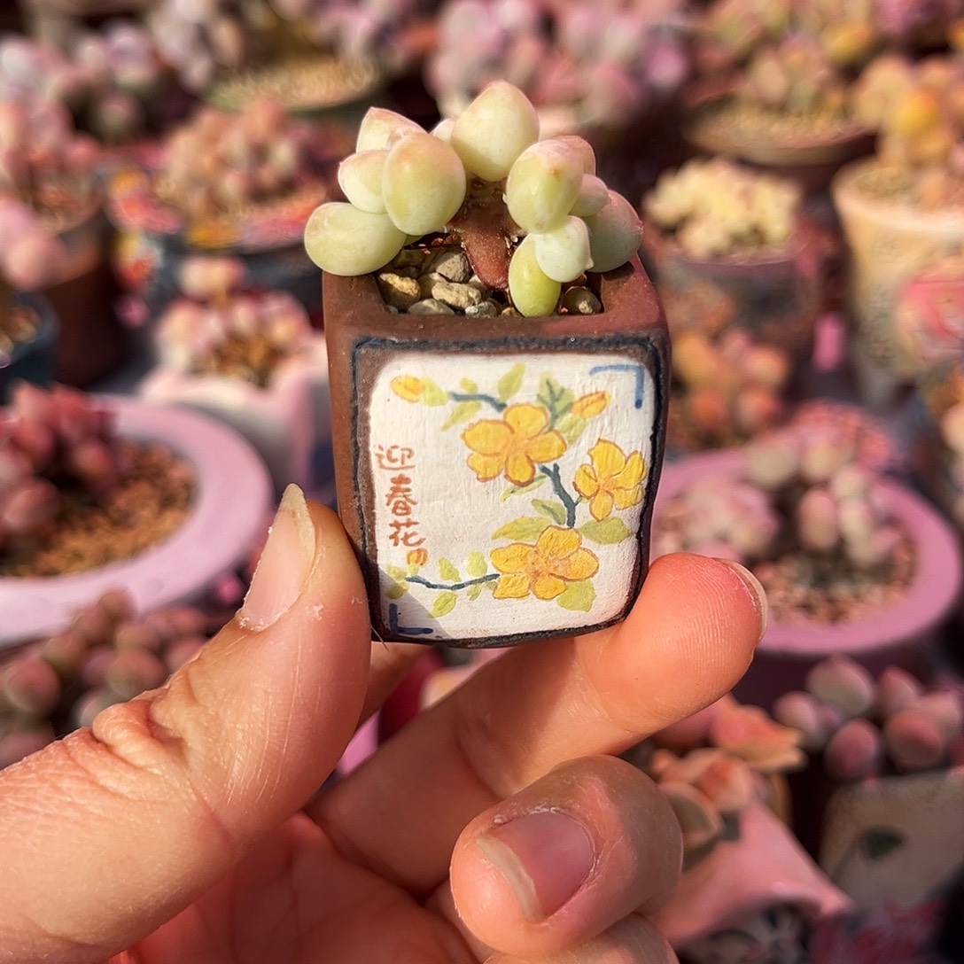 萤火虫小树一物一拍