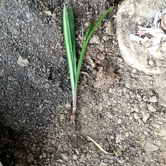 红***姐完全开放令箭何花朱顶红