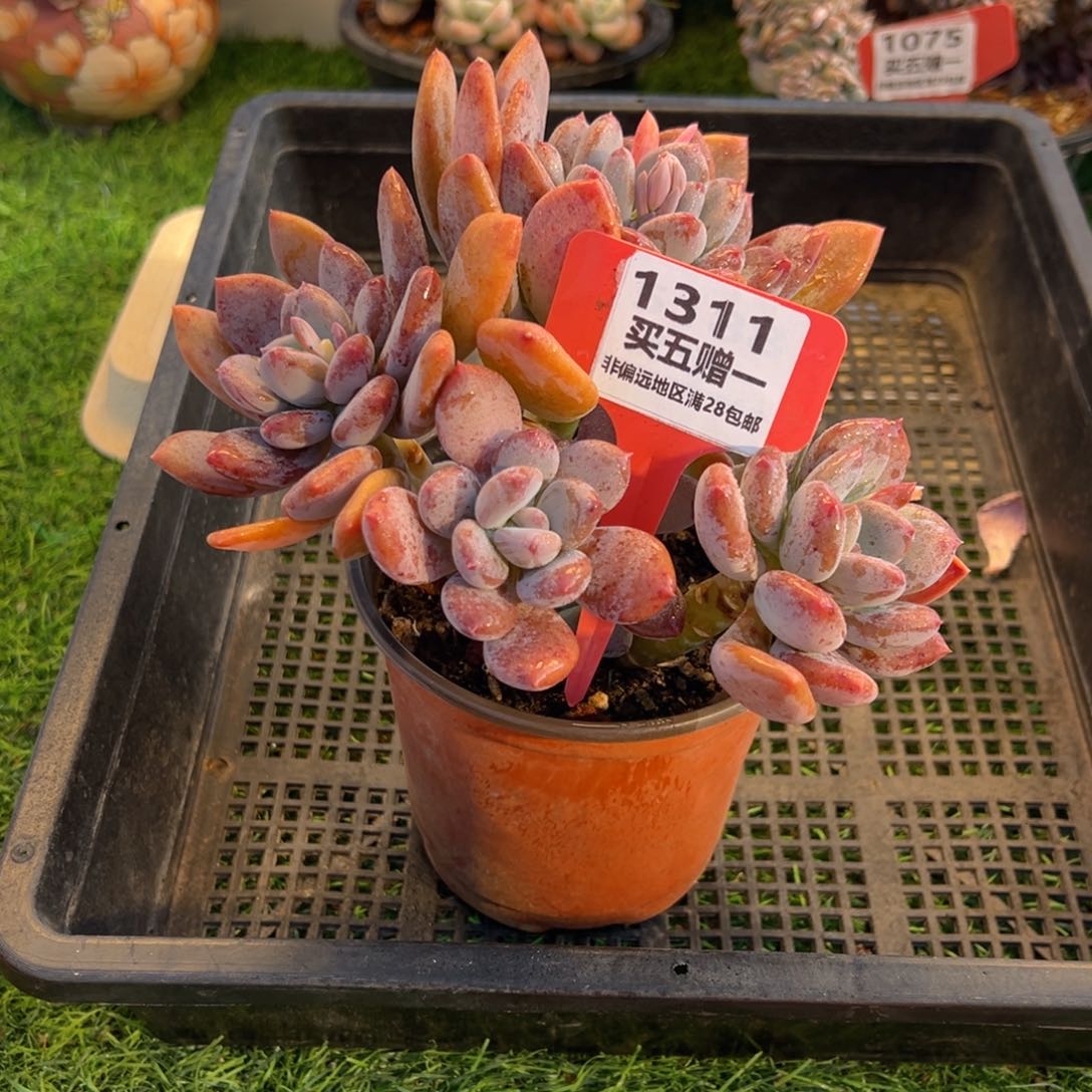 表妹精品多肉1311.