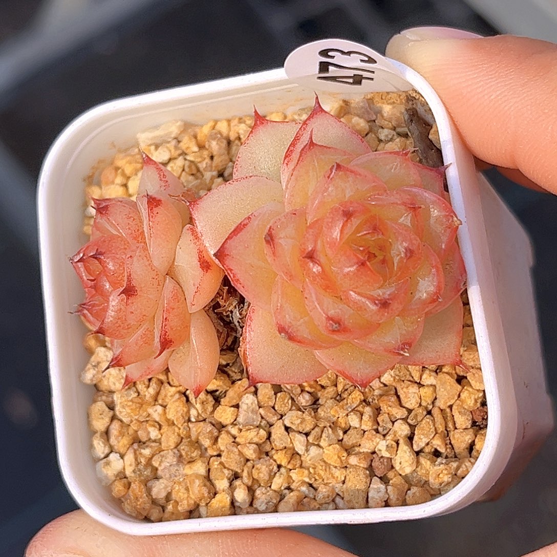 473 熊猫珍妮 X   满18包邮 