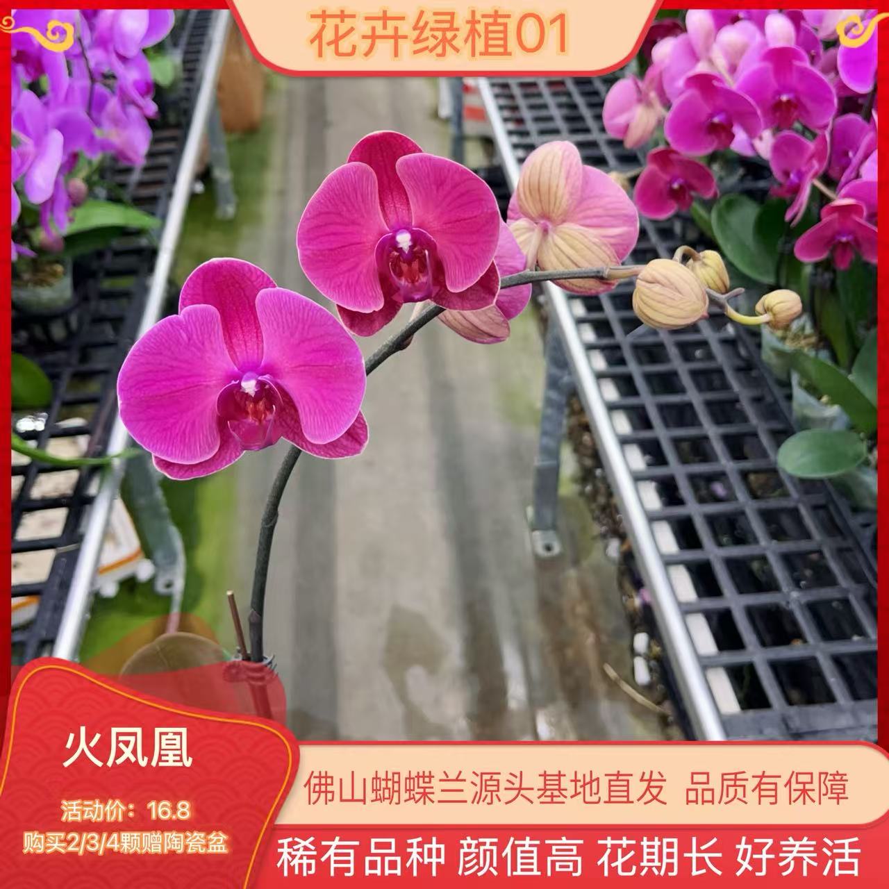 【火凤凰01】高端精品蝴蝶兰室内盆栽