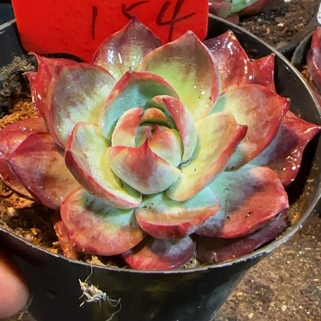 惊鸿一物一拍包装收缩花旱154