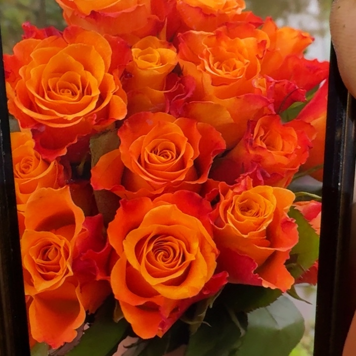 无花朵玛瑞根接小