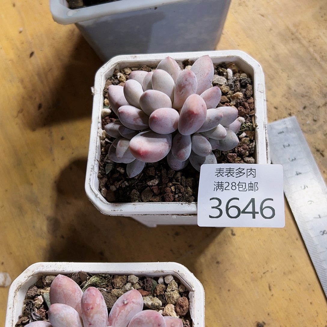 9号?***?我们的确是一3646