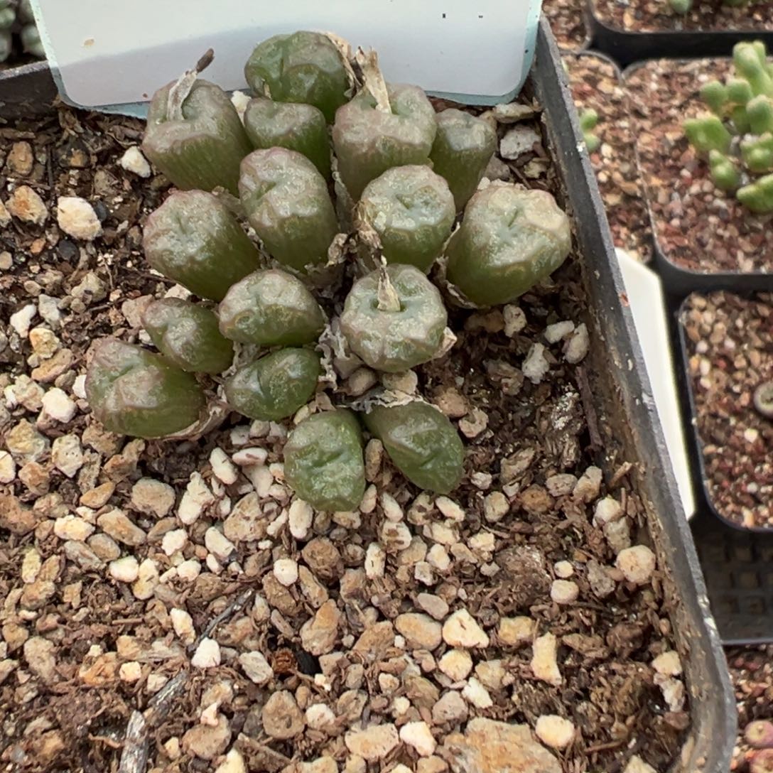 紫***幽18-100肉锥多肉植物