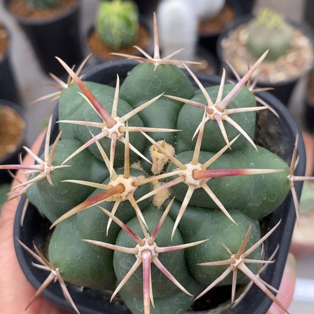 大红鹰实生仙人球