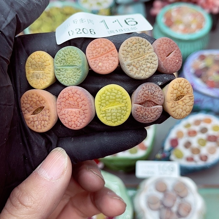 郎哥多肉生石花6-116