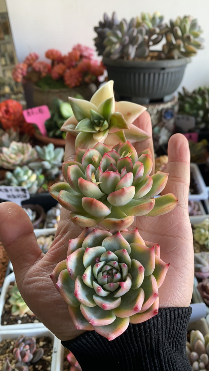 福利头盖组合多肉锦