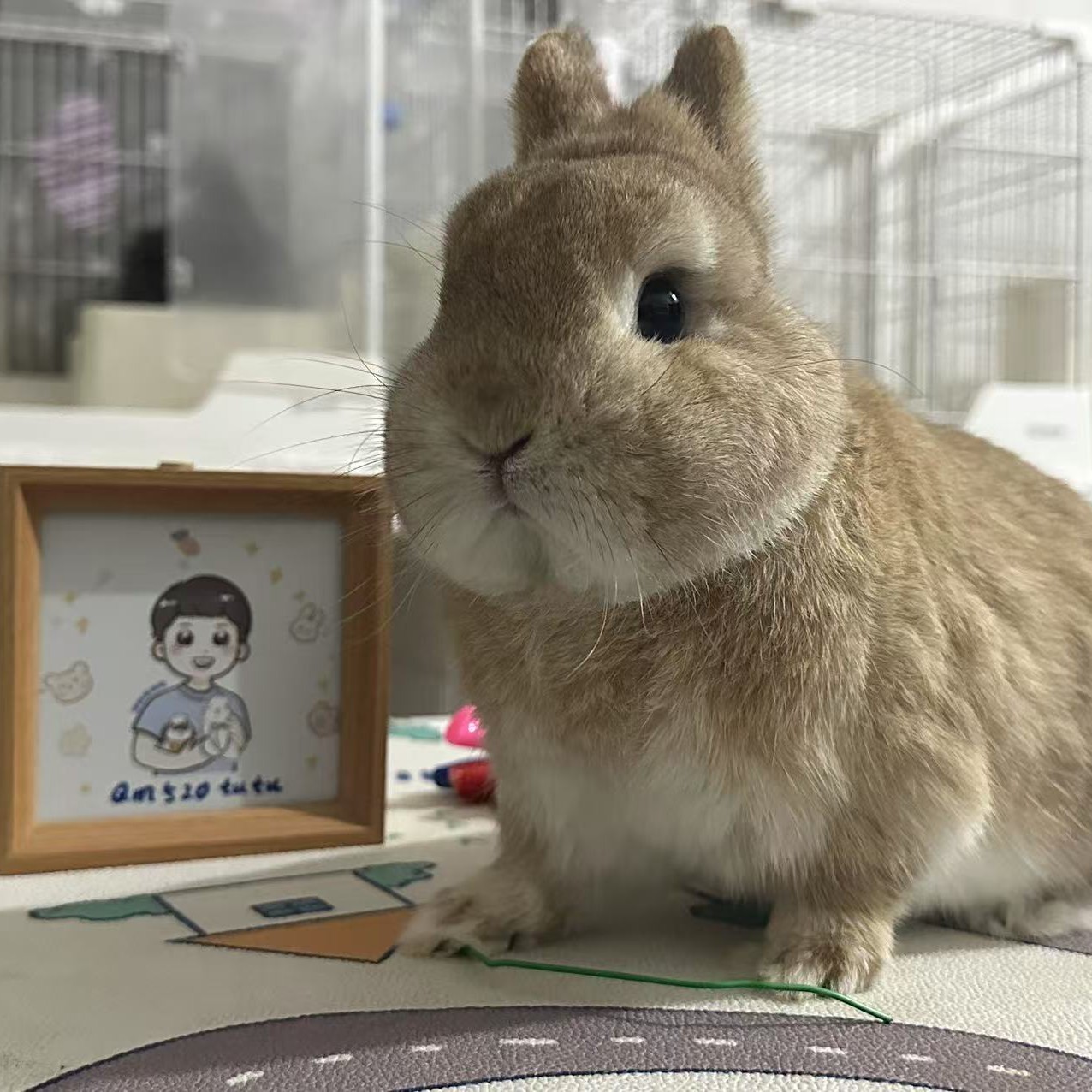 球妈侏儒兔垂耳兔直播挑选