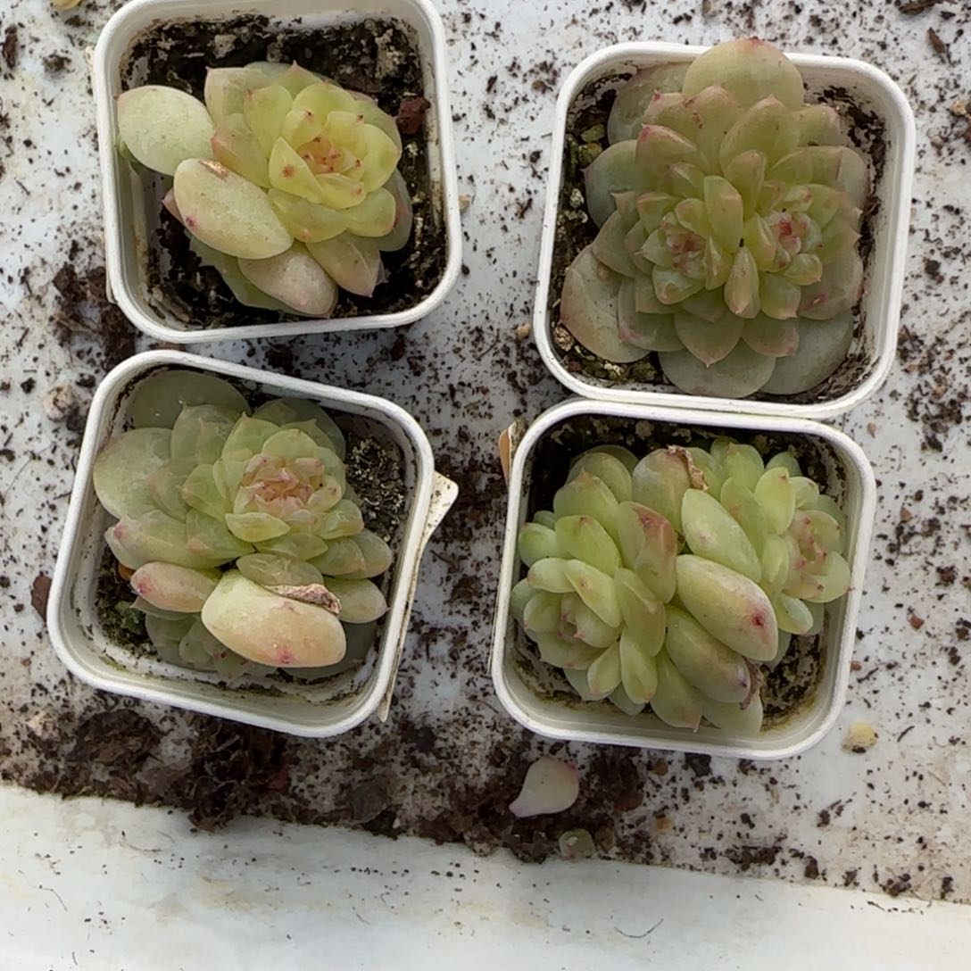 纸鸢白灯下盆一个满25包邮