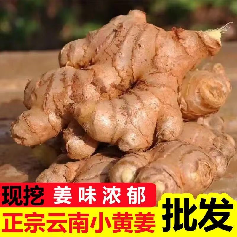 【两年老姜】正宗云南小黄姜辛辣十足山地种植香味浓郁ws